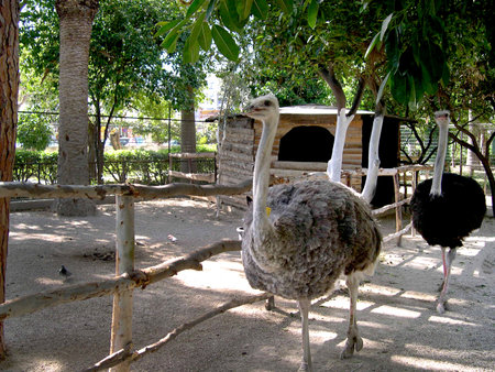  Ostrich in small zoo in Chania Crete Greece         のeditorial素材