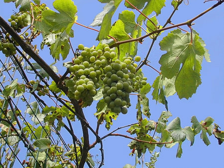 Grapes growing in Sant Agata on the Sorrentine Peninsular Italyのeditorial素材