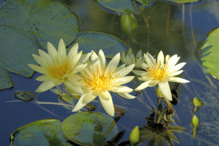 Waterlilies in the Boboli Gardens in Florence Italyのeditorial素材