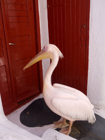 Pelican in Chora the Main town on the island of Mykonos Greeceのeditorial素材