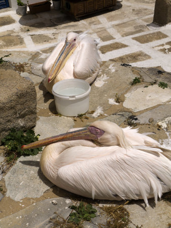 Pelicans in Chora the Main town on the island of Mykonos Greeceのeditorial素材