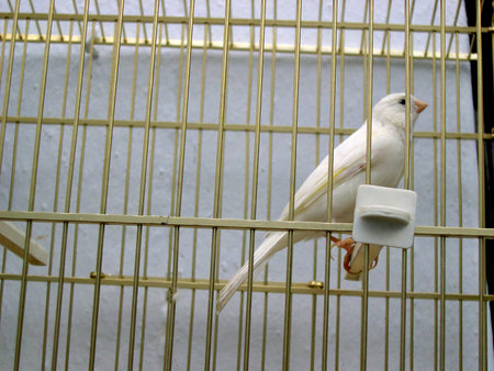 Canary in cage in Frigiliana one of the most beautiful のeditorial素材