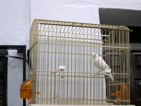 Canary in cage in Frigiliana one of the most beautiful のeditorial素材