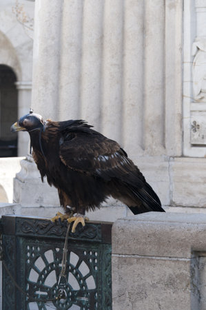 Imperial Eagle on the Fishermens Bastion in Budapest Hungaryのeditorial素材