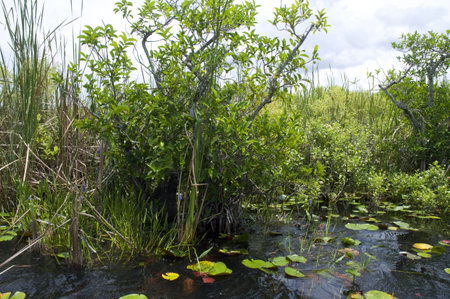 The Everglades  in the Southern State of Florida in the USA のeditorial素材