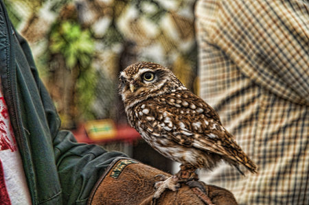 Rescued European Little Owl in Skipton North Yorkshireの写真素材