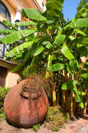 Garden in the city of Sorrento in Campania Italyの写真素材