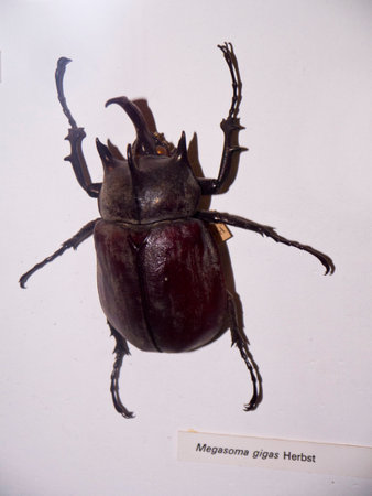 Rhinosaurus Beetle Exhibit in Museumのeditorial素材