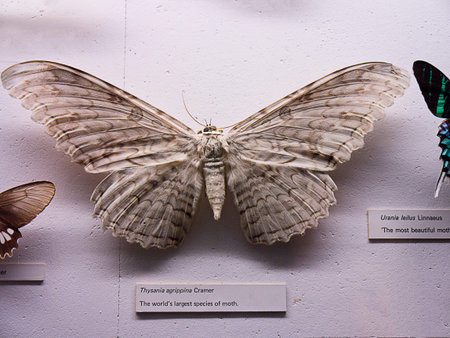 Moth in exhibition in Natural History Museumのeditorial素材
