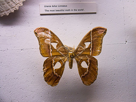 Moth in exhibition in Natural History Museumのeditorial素材