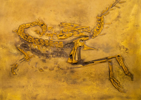 Replica of fossil of archeaopterix in museumのeditorial素材