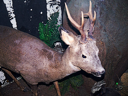 Deer exhibition in Natural History Museumのeditorial素材