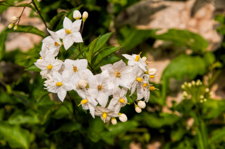 flowers in Malcesine on Lake Garda italyのeditorial素材