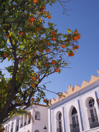 Oranges gowing in the Streets of Nerja Andalucia Spainのeditorial素材