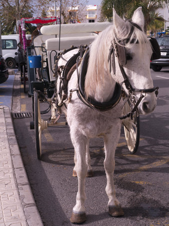 Horse and carriage at Nerja on the Costa del Sol Andalucia Spainのeditorial素材