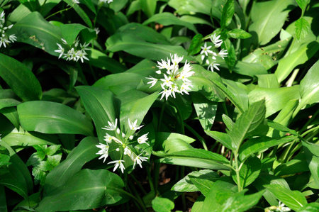 Wild Garlic in Bolton Abbey Woods in North Yorkshire
