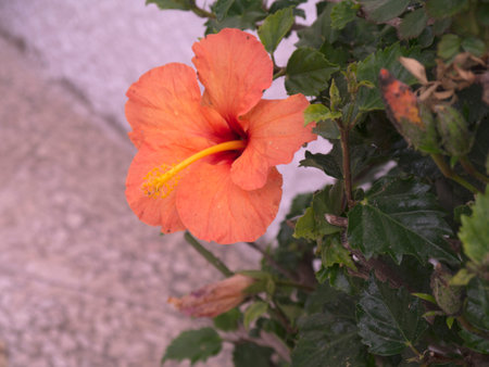 Flowers on the Balcon de Europa in Nerja on the Costa del Sol Spainの写真素材