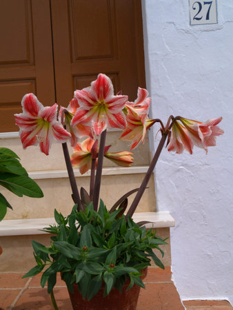 Amaryllis Lilies in Frigiliana Andaluca Spainの写真素材