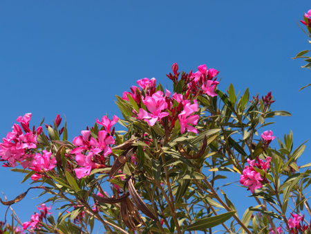 Oleander Flowers at Skala Kalloni on the island of Lesvos Greece