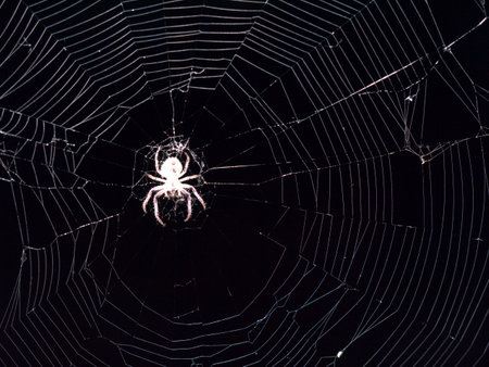 Spider on the Structure of the Chain Bridge in Budapest Hungaryのeditorial素材