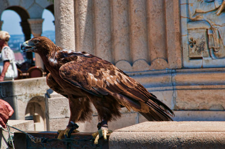 Eagle on the Fishermens Bastion in Budapest Hungaryのeditorial素材