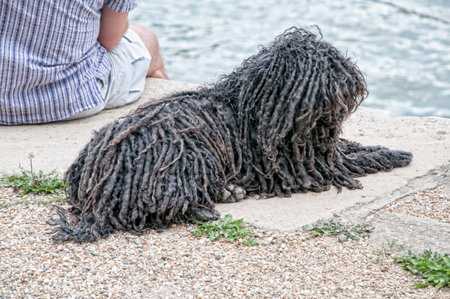 Hungarian Puli Dog by the River Danube Budapest Hungaryのeditorial素材