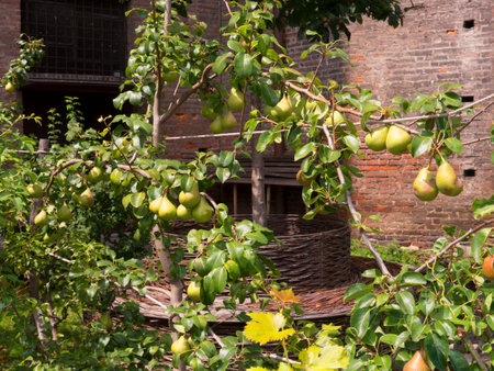 Garden of the Palazza Madama in Turin Italyのeditorial素材