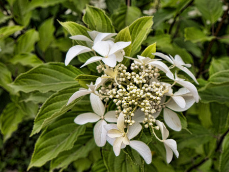 The Flowers of the Venaria Reale or the Reggia a royal hunting lodge on the outskirts  of Turin...