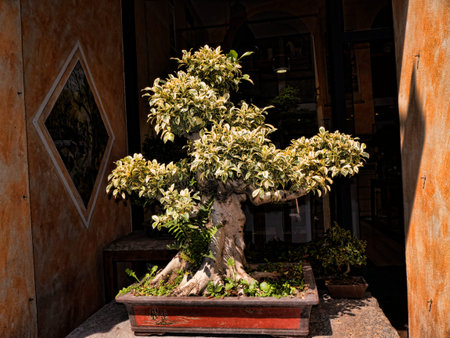 Bonzai Tree Shop in Turin Italyのeditorial素材