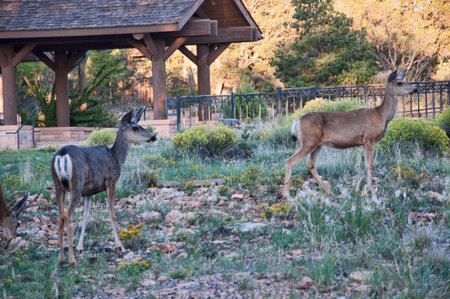 Mule Deer in Hotel Grounds by the Grand Canyon Arizona USAのeditorial素材