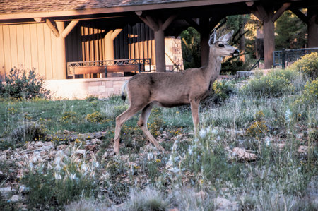 Mule Deer in Hotel Grounds by the Grand Canyon Arizona USAのeditorial素材