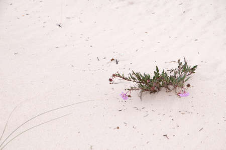 The Dunes of the White Sands National Monument in New Mexico USAの写真素材