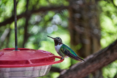 Hummingbird at the Arizona Sonora Desert の写真素材