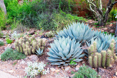 Cactus at the Arizona Sonora Desert の写真素材