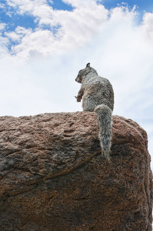 Squirrel at the Arizona Sonora Desert の写真素材