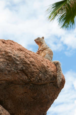 Squirrel at the Arizona Sonora Desert の写真素材