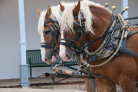 Matched pair of Large Horses pulling a stagecoach around the old Western Town of Tombstone Arizonaの写真素材