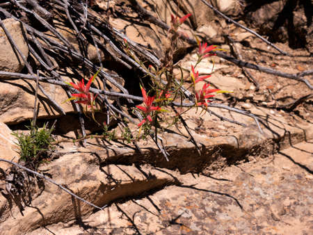 The Mesa Verde National Park Colorado USA.の写真素材