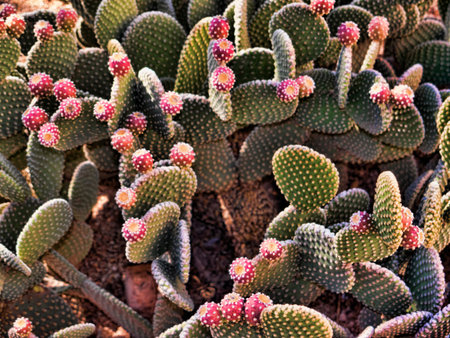 Cactus at Mission San Xavier del Bac is a historic Spanish Catholic mission located about 10 miles...
