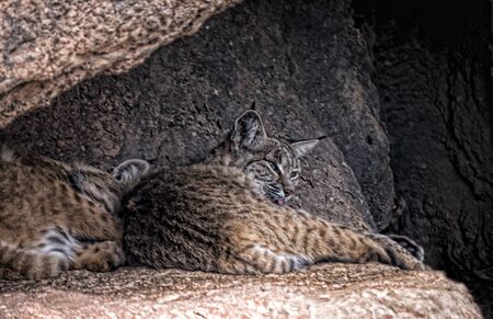 Wildcats in the Arizona Sonora Desert Museum South of Phoenix Arizona USAの写真素材