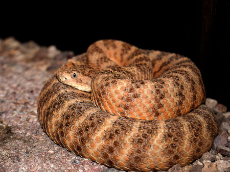 Snake in the Arizona Sonora Desert Museum South of Phoenix Arizona USA