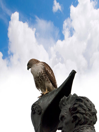 Statue of Andrew Stonewall Jackson In Washington DC USA. A red tailed hawk sits on his hatのeditorial素材