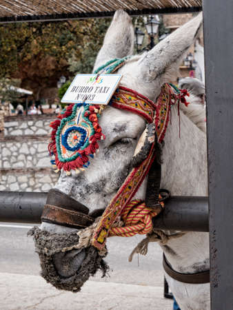 Donkey Taxis in Mijas Andalucia Spainの写真素材