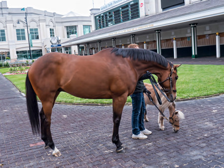 Horses at Churchill Downs home of the Kentucky Derby in Louisville USAのeditorial素材