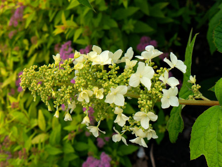 Flowers in Garden in Bardstown Kentucky USA