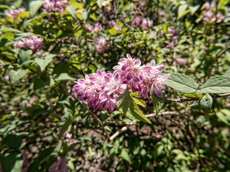 Garden at the Biltmore Estate a large private estate and tourist attraction in Asheville, North...