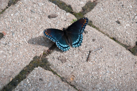 Blue Butterfly in Babcock State park West Virginia USの写真素材