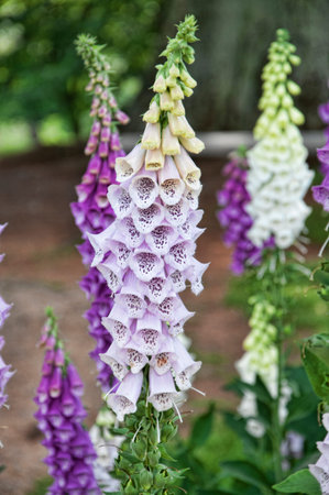 Foxgloves at Monticello the graceful house built by Thomas Jefferson on the Potomac River near...