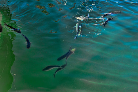 Textured Fish in the Marina in Marbella Spain