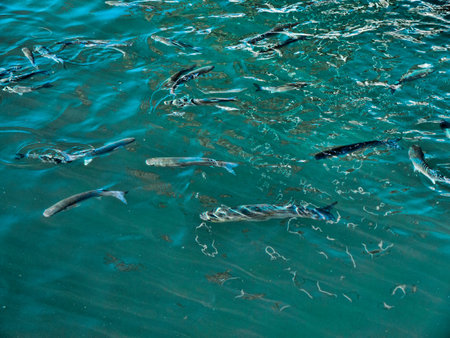 Fish in the Marina in the Stylist Town of Marbella on the Costa del Sol Spain